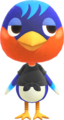 Robin